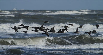 Uccelli in volo a Schiermonnikoog nei Paesi Bassi. Foto: European Birdwatching 