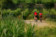 In bici costeggiando i vigneti