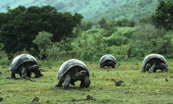 Ecuador, tartarughe