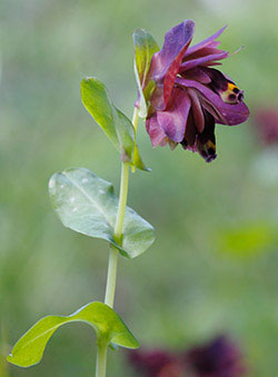 Cerinthe retorta Sibth, scoperta nela Valle dell'Inferno