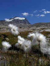 Foto scattata da Enzo Massa Micon © Archivio parco nazionale Gran Paradiso 
