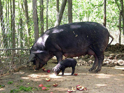 Il suino nero di Calabria