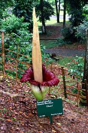 Amorphophallus titanum