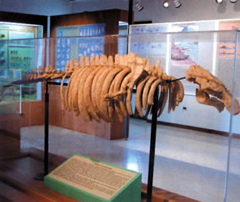 Museo dei fossili di Roncà