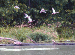 In volo sull'Isola Serafini