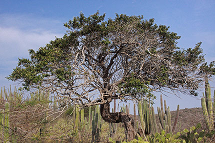 Isola di Aruba, Huliba Tree
