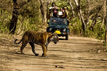 parco Jeep safari nel Jim Corbett National Park