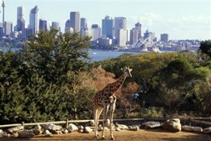 Una giraffa dello zoo cittadino