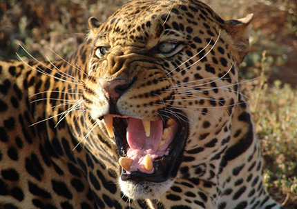 Shamwari Il leopardo Kuma salvato in Costa d'Avorio, ospite del Born Free Rescue Centre. Foto: Shamwari Group 