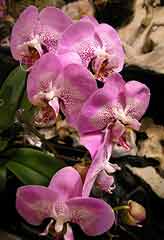 Esemplare di orchidea