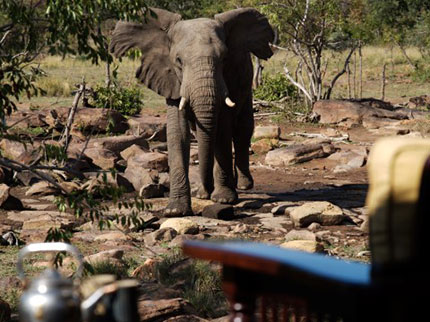 Rinoiceronti A tu per tu con gli elefanti nel Makweti Safari Lodge