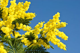 Mimosa, il fiore protagonista di questo mese