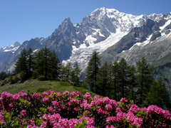 La cima innevata del Monte Bianco