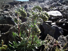 Una pianta di artemisia tra le rocce