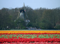 Un mulino a vento e distese di tulipani. L'Olanda