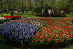 Aiuole fiorite a Keukenhof