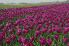 Coltivazioni di tulipani nel Noord Holland