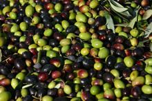 Da olive come queste l'olio DOP italiano