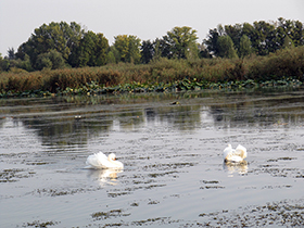 Parco del Mincio, fiume