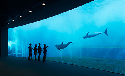 Padiglione Cetacei. Foto: merlofotografia