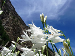 Corso di giardinaggio sulle Alpi