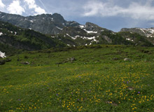 Il canto del bosco