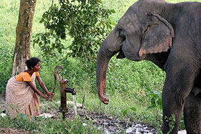 IndiaUn elefante assetato nel Parco nazionale di Kaziranga
