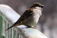 Uccelli in calo, manca la "Passera d'Italia"