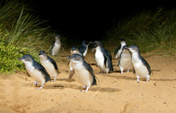 I mini-pinguini di Phillip Island