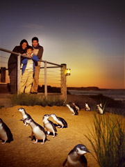 I mini-pinguini di Phillip Island