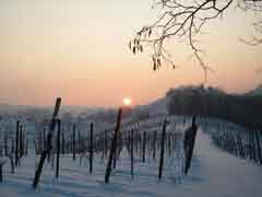 Nel piacentino, fossili e vigneti