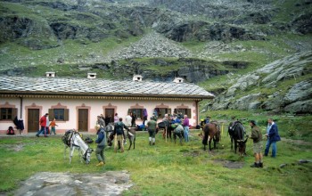 Parco Gran Paradiso Cavalli