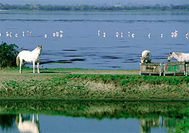 In laguna tra cavalli e fenicotteri