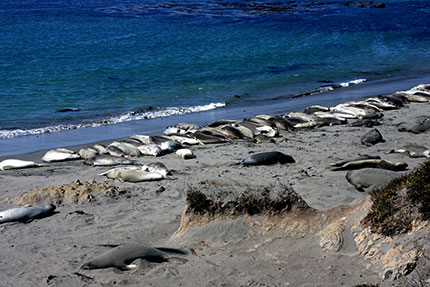 Monterey Point Piedras Blancas, la spiaggia degli elefanti marini