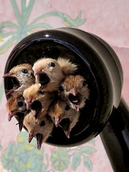L'originale telefono con uccellini di Polly Morgan