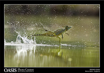 Premio Oasis 2012, Bence Mate, Ungheria