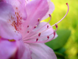 Un fiore d'azalea rosa (Foto: Sonia Fantoli)