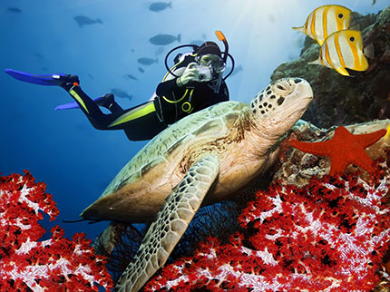 Il mare dello Sri Lanka: tartarughe giganti, pesci multicolori e coralli