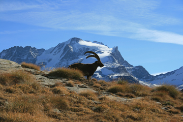 Il Parco più conosciuto dagli italiani 4 Lo stambecco simbolo del Parco Nazionale Gran Paradiso. Credit: Edi Chenal