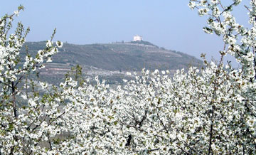 Ciliegi in fiore sulla Strada del vino Soave