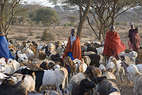 Tanzania, pastori Masai