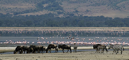 Tanzania, animali liberi nel loro ambiente