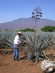 Agave blu