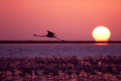 Tramonto sulle acque lagunari del Delta (Foto: Milko Marketti) 