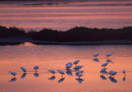 Tramonto con Garzette. Foto: Concorso Delta in Focus