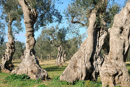 Ulivi in Salento