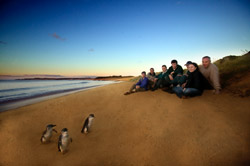 I mini-pinguini di Phillip Island