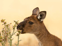 Una vera leccornia (Foto: Lucio Rossi)