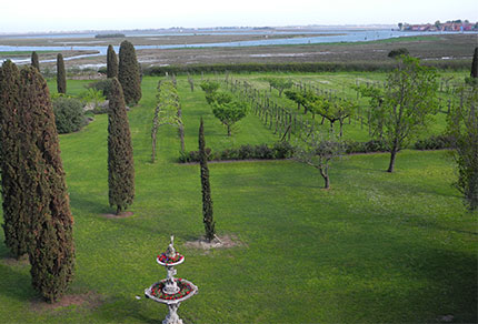 Le antiche viti della Serenissima 1 Le antiche viti della Serenissima