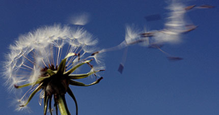 Wind Day, la giornata dell'eolico 4 Wind Day, la giornata dell'eolico